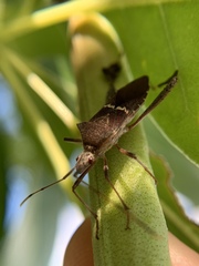 Leptoglossus concolor
