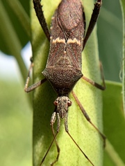 Leptoglossus concolor
