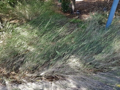 Austrostipa verticillata