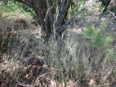 Austrostipa verticillata