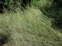 Austrostipa verticillata