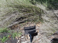 Austrostipa verticillata