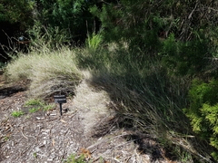 Austrostipa verticillata