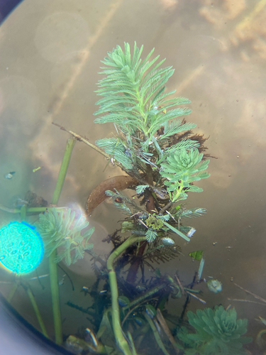 Myriophyllum aquaticum observed 2025-06-08