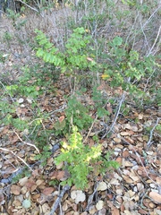 Berberis pinnata pinnata