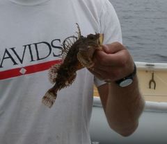 Hemitripterus americanus