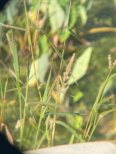 Echinochloa crus-galli observed 2025-06-08
