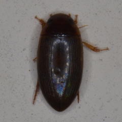 Copelatus chevrolati