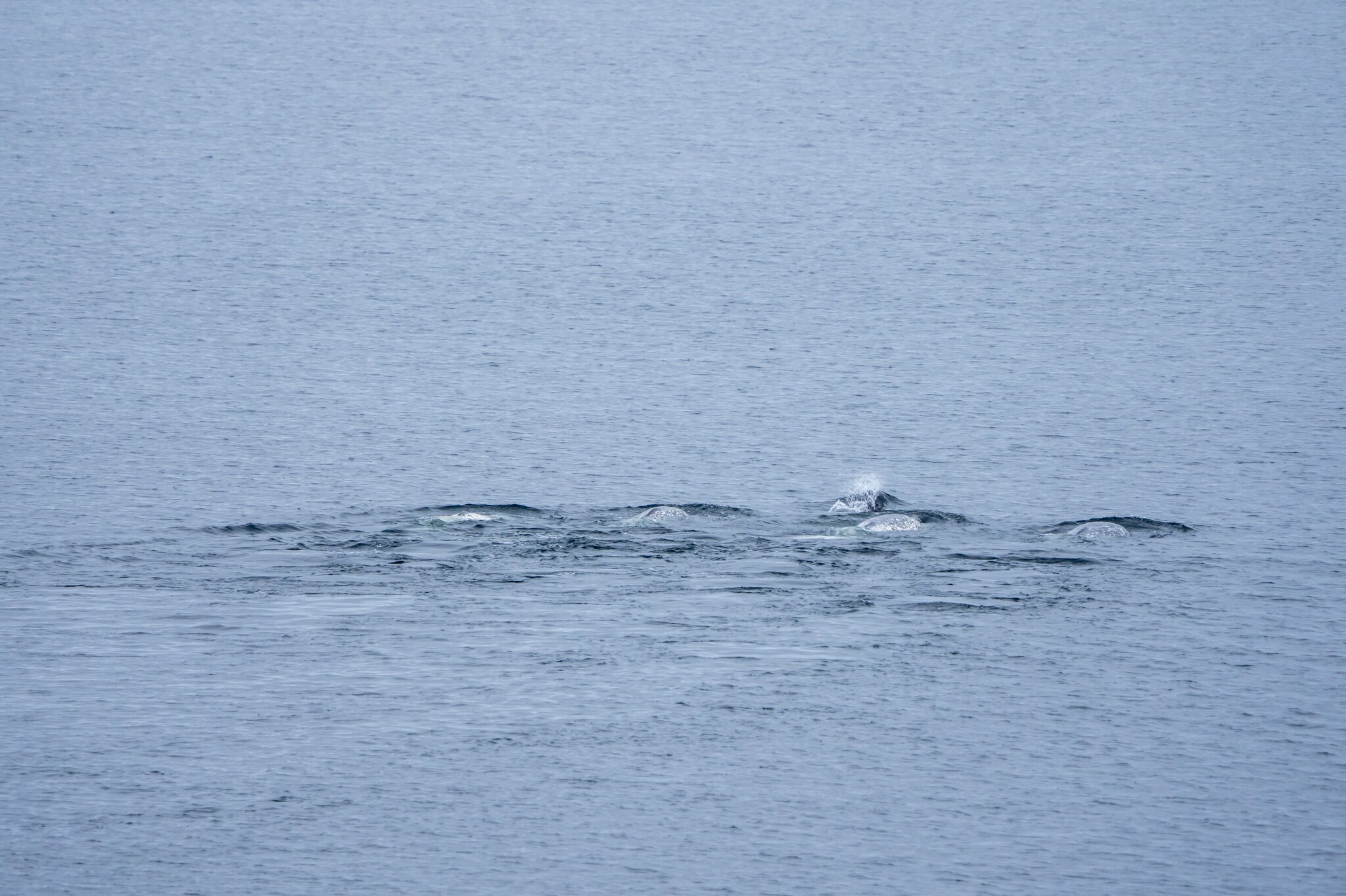 Monodon monoceros