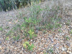 Berberis pinnata pinnata