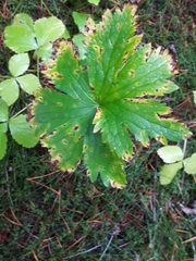 Geranium sylvaticum