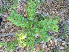 Berberis pinnata pinnata