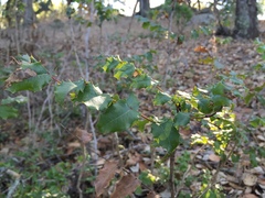 Berberis pinnata pinnata