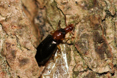 Salpingus ruficollis