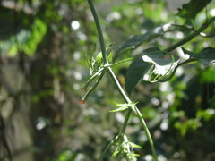 Psiguria warscewiczii