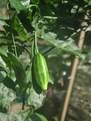 Psiguria warscewiczii