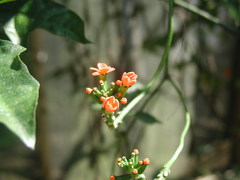 Psiguria warscewiczii