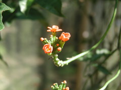 Psiguria warscewiczii