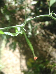 Psiguria warscewiczii