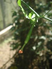 Psiguria warscewiczii