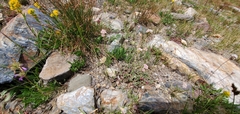 Eriogonum nudum scapigerum