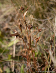 Luzula orestera