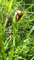 Pterostylis cucullata