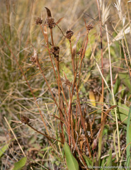 Luzula orestera