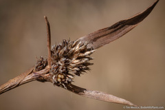 Luzula orestera