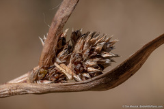 Luzula orestera