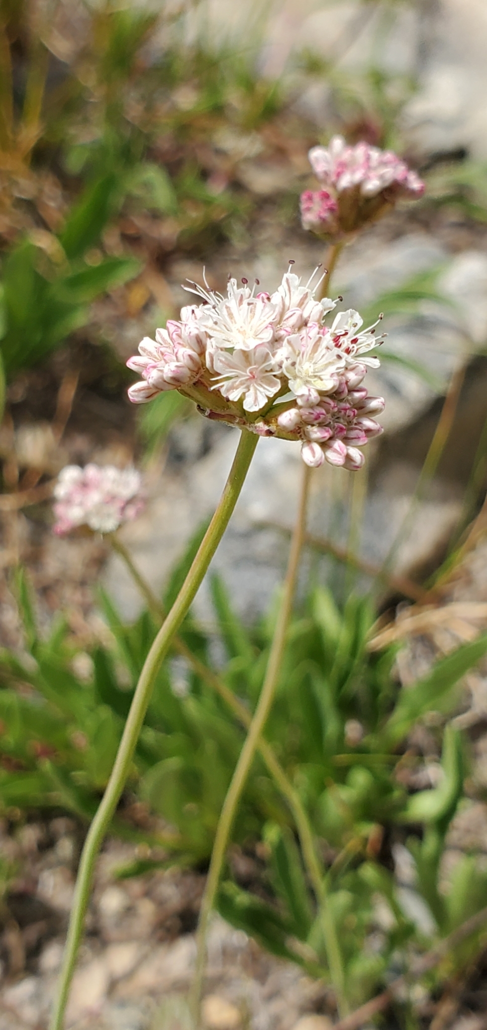 Eriogonum nudum var. scapigerum