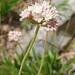 Sierran Crest Wild Buckwheat - Photo (c) Peggy Moore, some rights reserved (CC BY-NC), uploaded by Peggy Moore