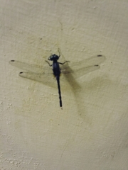 Diplacodes trivialis