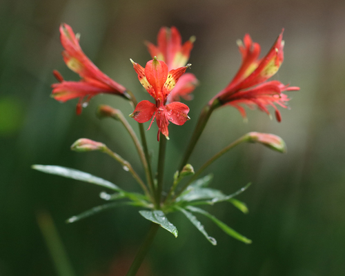 Alstroemeria caryophyllaea, photograph 4