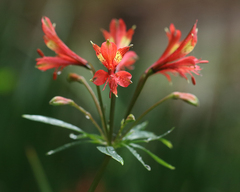 author not stated, no rights reserved Alstroemeria caryophyllaea, photograph author not stated, no rights reserved