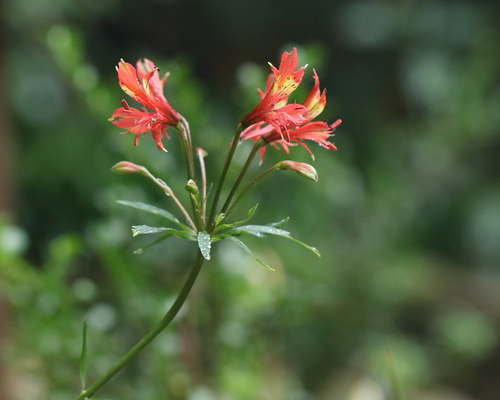 Alstroemeria caryophyllaea, photograph 5