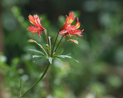 author not stated, no rights reserved Alstroemeria caryophyllaea, photograph author not stated, no rights reserved