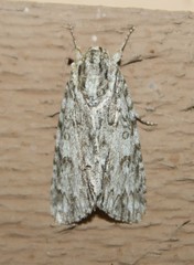Acronicta longa