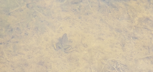 iNaturalist observation photo of Sierra Nevada Yellow-legged Frog