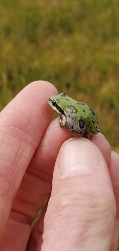 iNaturalist observation photo of Pacific chorus frog