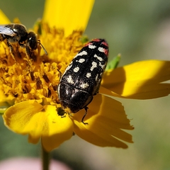 Acmaeodera disjuncta
