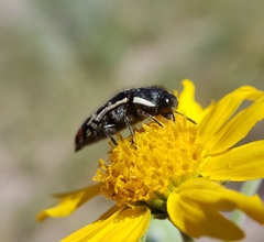 Acmaeodera disjuncta