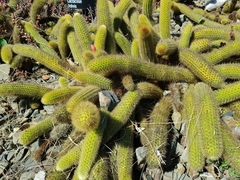 Cleistocactus winteri