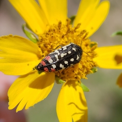 Acmaeodera disjuncta