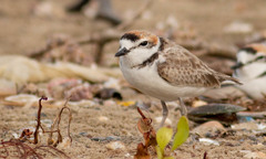 Charadrius peronii