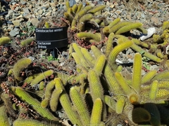 Cleistocactus winteri