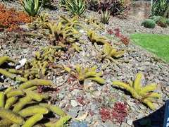 Cleistocactus winteri
