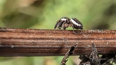 Eris militaris