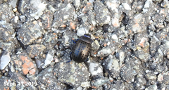 Chrysolina exanthematica