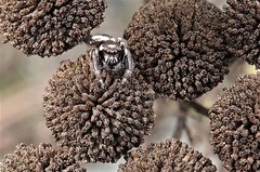 Eris militaris